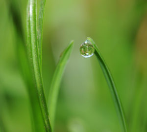 Water droplet